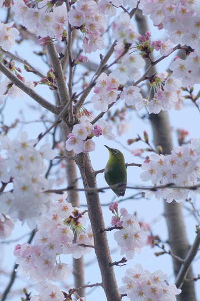 メジロと桜