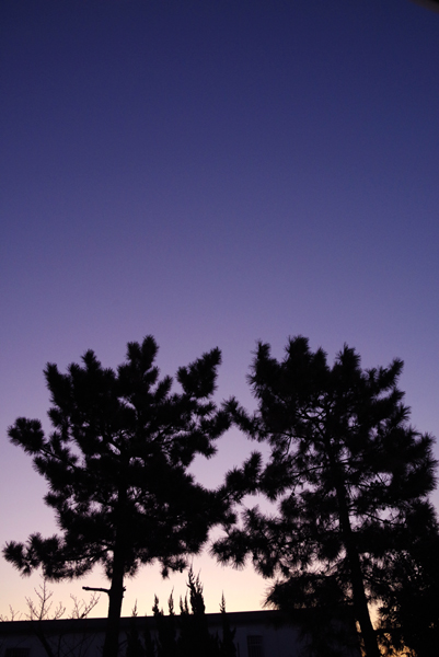 今日も静かに夜が明けました。