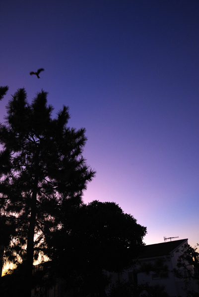 今朝の夜明け空。