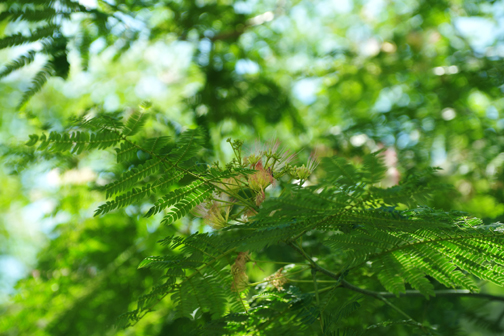 ネムノキの木陰