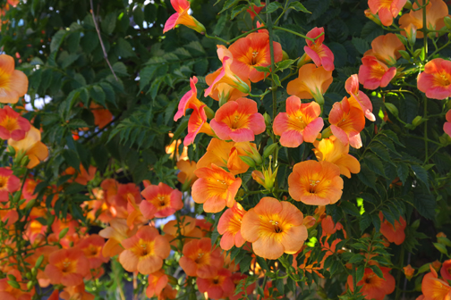 ノウゼンカズラが花盛りです。