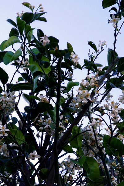 夏みかんの花が咲いています。