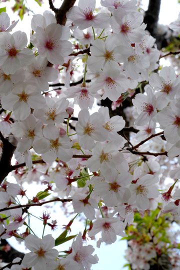 まだこんな花も見られます。