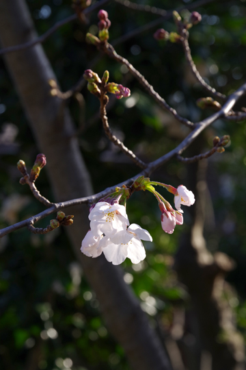 サクラ、開花しました！