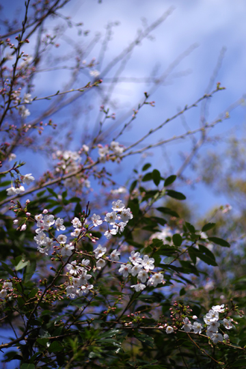 門口の桜が咲き始めました。