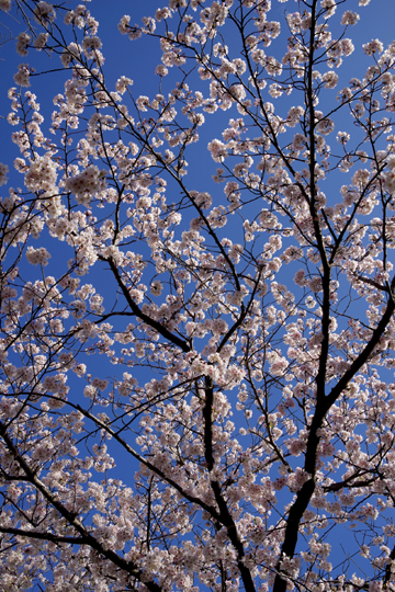 今日も小公園の桜はきれいでした。