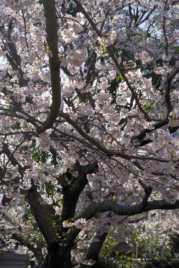 まだまだ元気な小公園の桜。