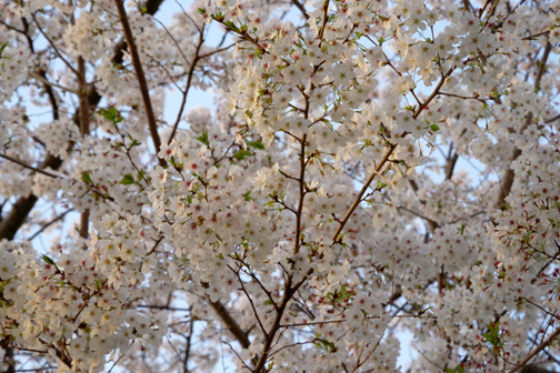 桜