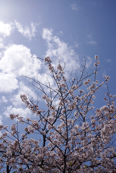 まだ桜が残っています。