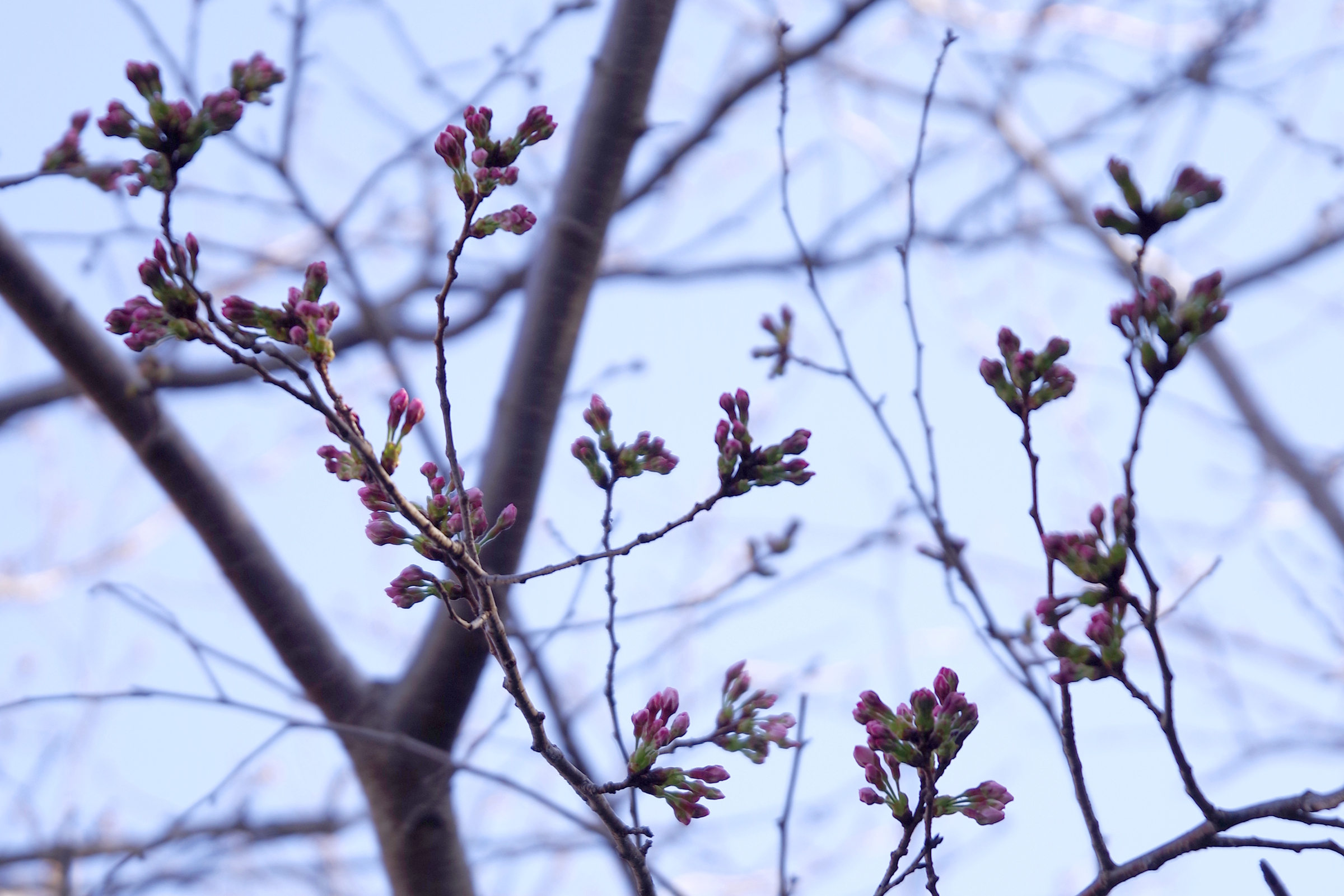 桜のつぼみ