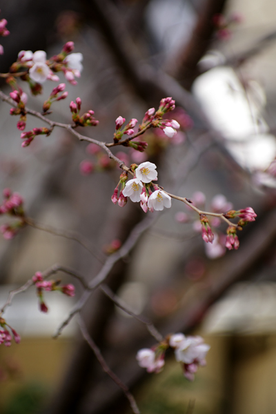 お隣の桜が咲きました。