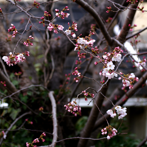 今朝の桜です。