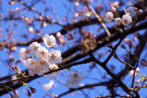 近所の桜は咲初めです。