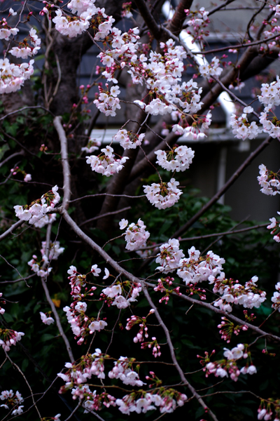 隣の桜も七分咲きになりました。