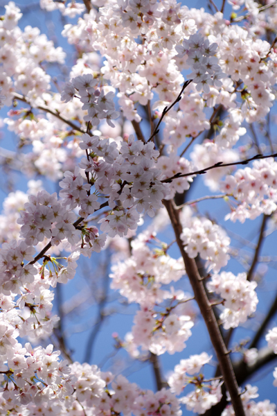 お隣の桜も満開です。