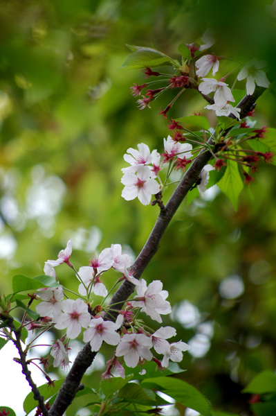 咲き残りの桜