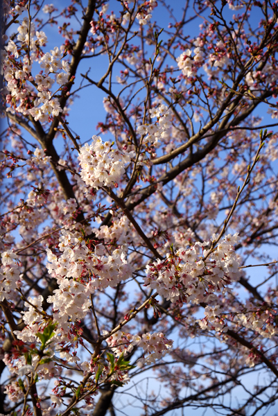 今日の夕桜。