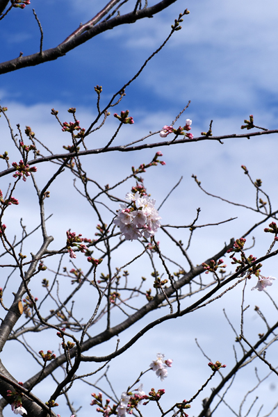 庭の桜が咲き始めました。