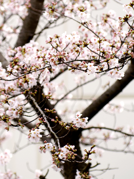 庭の桜