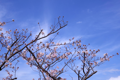 青空に桜