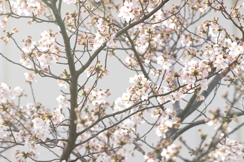 庭の桜にも朝の光が降り注いでいます。