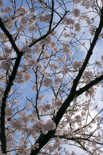 小公園の桜はほぼ満開です。