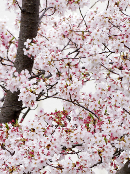 庭の桜