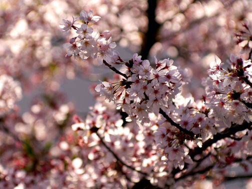 庭の桜、今朝もきれいです。