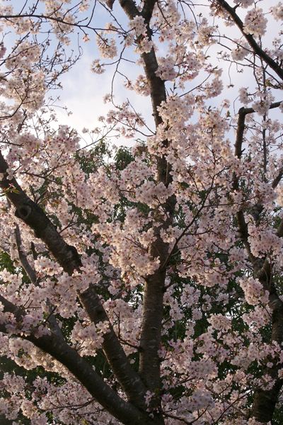 桜はほとんど散っていません