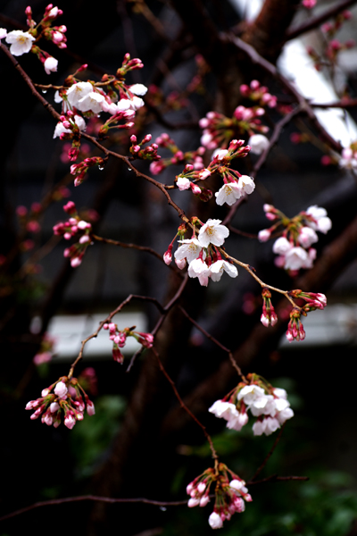 桜雨