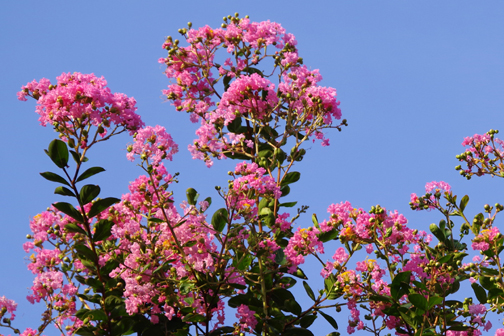 サルスベリの花