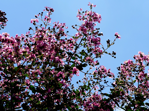 百日紅の花はまだまだ元気です。