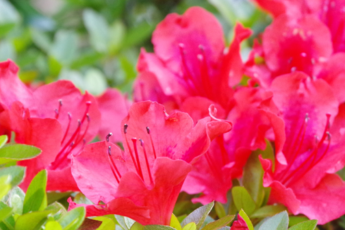 近所ではサツキの花がきれいです。