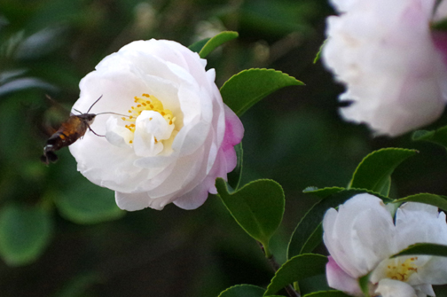 朝倉山茶花とスズメガ。