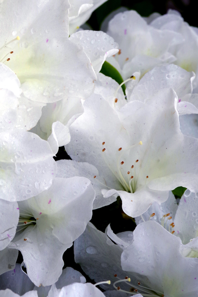 白ツヅジの花にも雨のしずくが……。