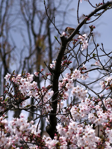 桜とスズメ。