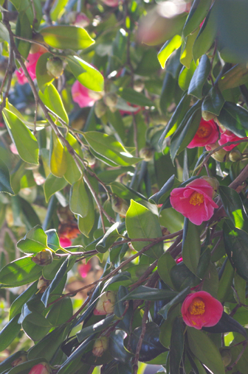 近所の椿の花