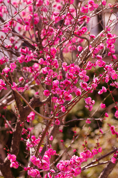 満開の梅の花