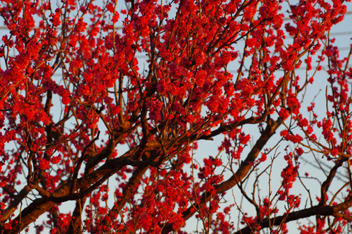 紅梅