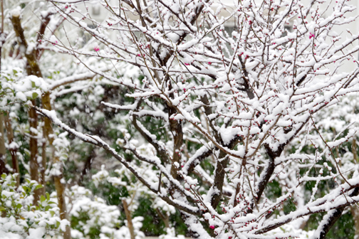 梅の雪