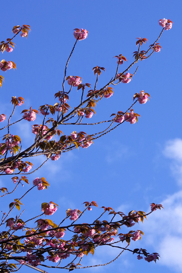 八重桜が咲いています。