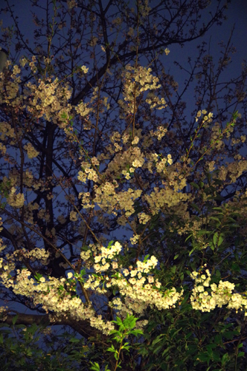 門口の夜桜。