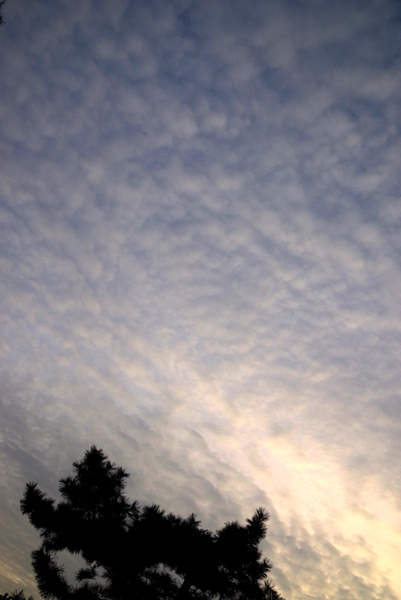 今夕の雲です。