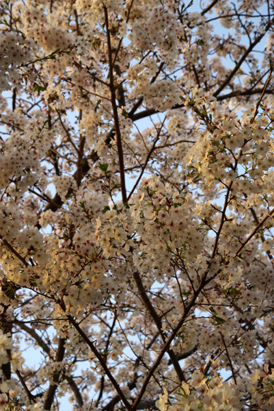 夕桜