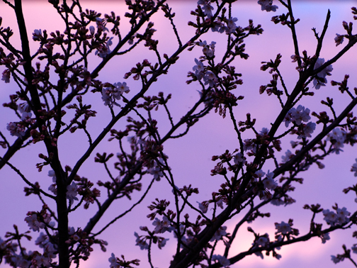 ほんのり夕桜です。