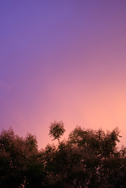 梅雨空が続いていますね。