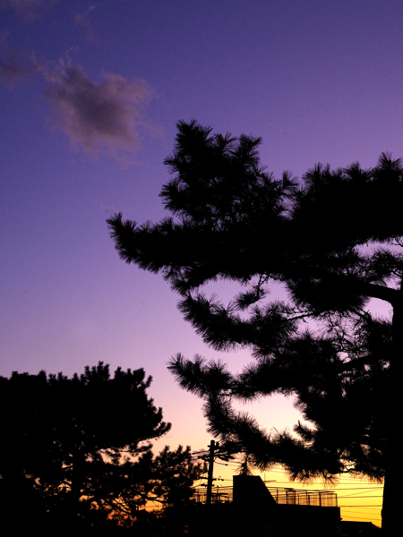 夕空もきれいでした。