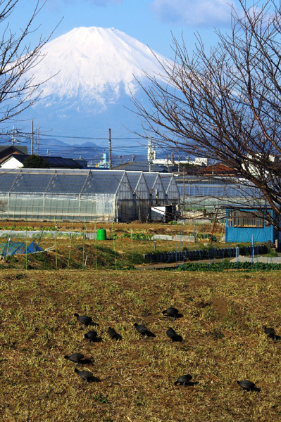 今朝の小出川。富士とオオバンです。