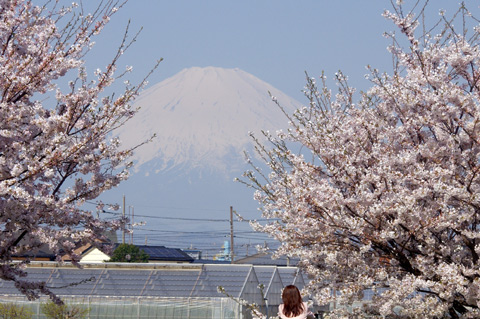 富士桜2