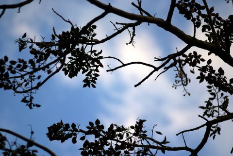 ある日の空11　「影絵の木」